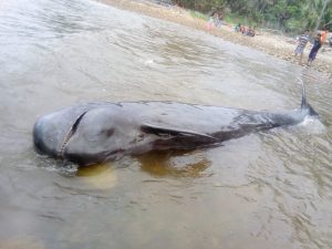 Ikan Paus Bobot  1000 Kg  Terdampar Dipantai  Gorontalo