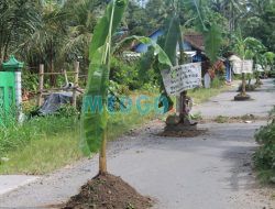 Kecewa Jalan Tak Diperbaiki, Warga Blitar Tanam Pohon Pisang