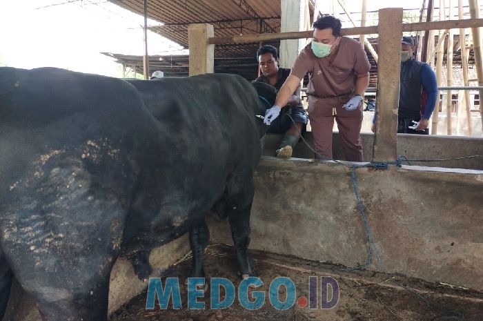 Larangan Sembelih Sapi dan Kambing Betina