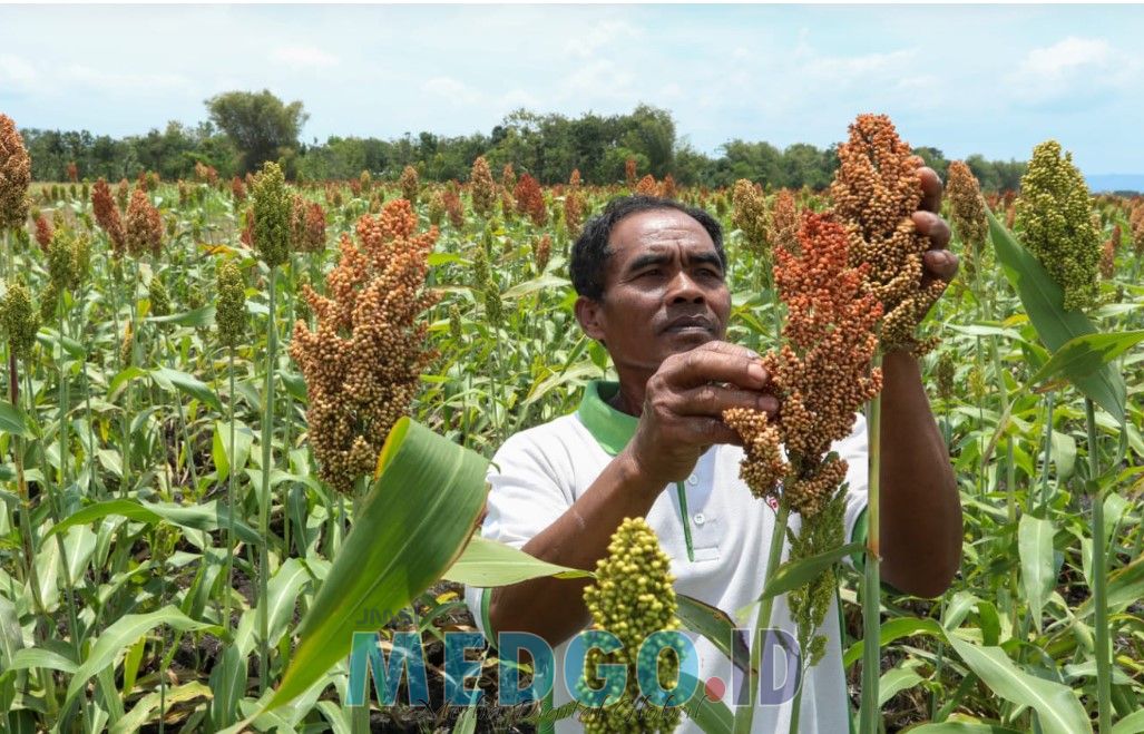 Mahasiswa KKN UNG Kembangkan Tanaman Sorgun Menjadi Pangan Alternatif