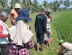 BALAI PERLINDUNGAN TANAMAN PERTANIAN  GORONTALO GERAK CEPAT ATASI SERANGAN TIKUS DI LAHAN PADI