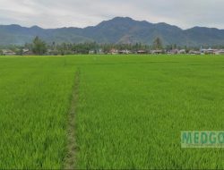 Petani di Bone Bolango Waspadai Risiko Gagal Panen