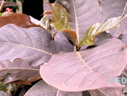 Manfaat Daun Ungu untuk Wasir: Khasiat, Cara Mengolah, dan Aturan Minum