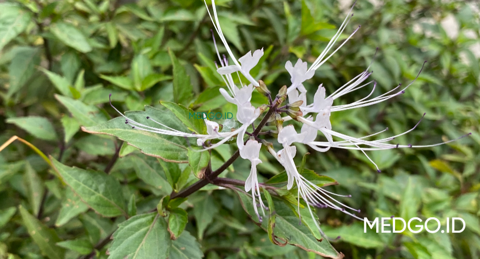 Daun kumis kucing segar sebagai herbal alami untuk batu ginjal