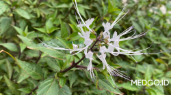 Fresh cat’s whiskers leaves used for kidney health