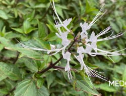 Benefits of Cat’s Whiskers Leaves for Health: A Natural Herbal Remedy for Kidney Stones, Gout, and UTIs