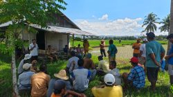 Gerak Cepat Balai Perlindungan Tanaman Gorontalo Atasi Serangan Tikus di Sawah Petani Limehe Barat