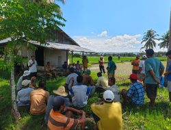 Gerak Cepat Balai Perlindungan Tanaman Gorontalo Atasi Serangan Tikus di Sawah Petani Limehe Barat