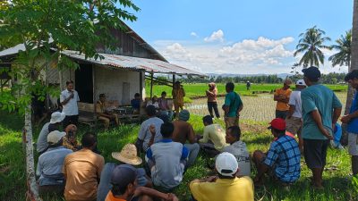Gerak Cepat Balai Perlindungan Tanaman Gorontalo Atasi Serangan Tikus di Sawah Petani Limehe Barat
