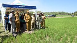 Tinjau Lahan Cetak Sawah di Randangan, Gubernur Gorontalo Gusnar Ismail Komit Tingkatkan Kesejahteraan Petani