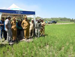 Tinjau Lahan Cetak Sawah di Randangan, Gubernur Gorontalo Gusnar Ismail Komit Tingkatkan Kesejahteraan Petani